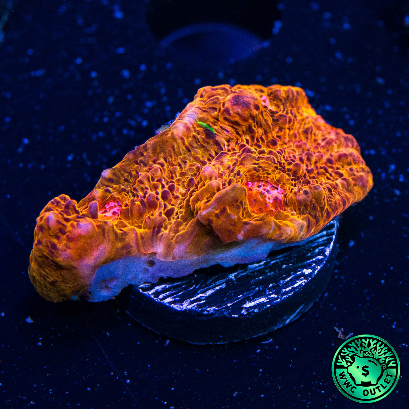 Fanta Chalice Coral