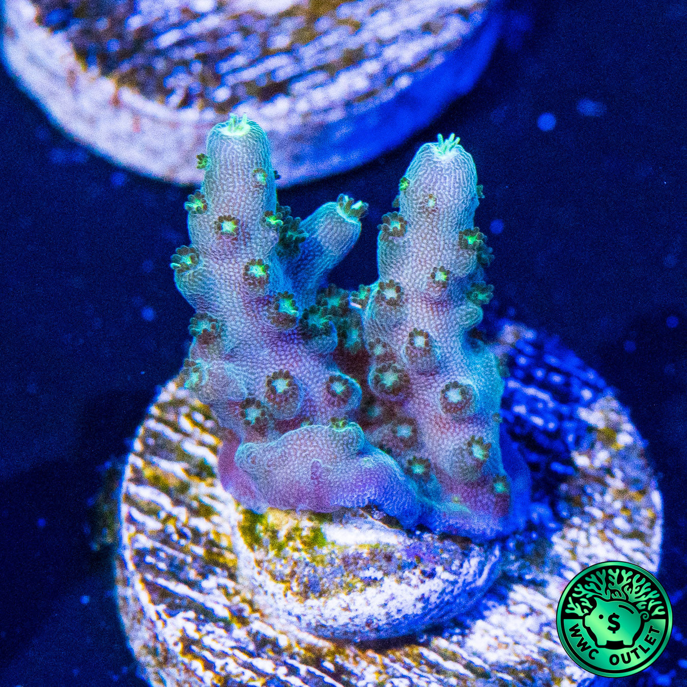 GC 500 Dollar Efflo Acropora