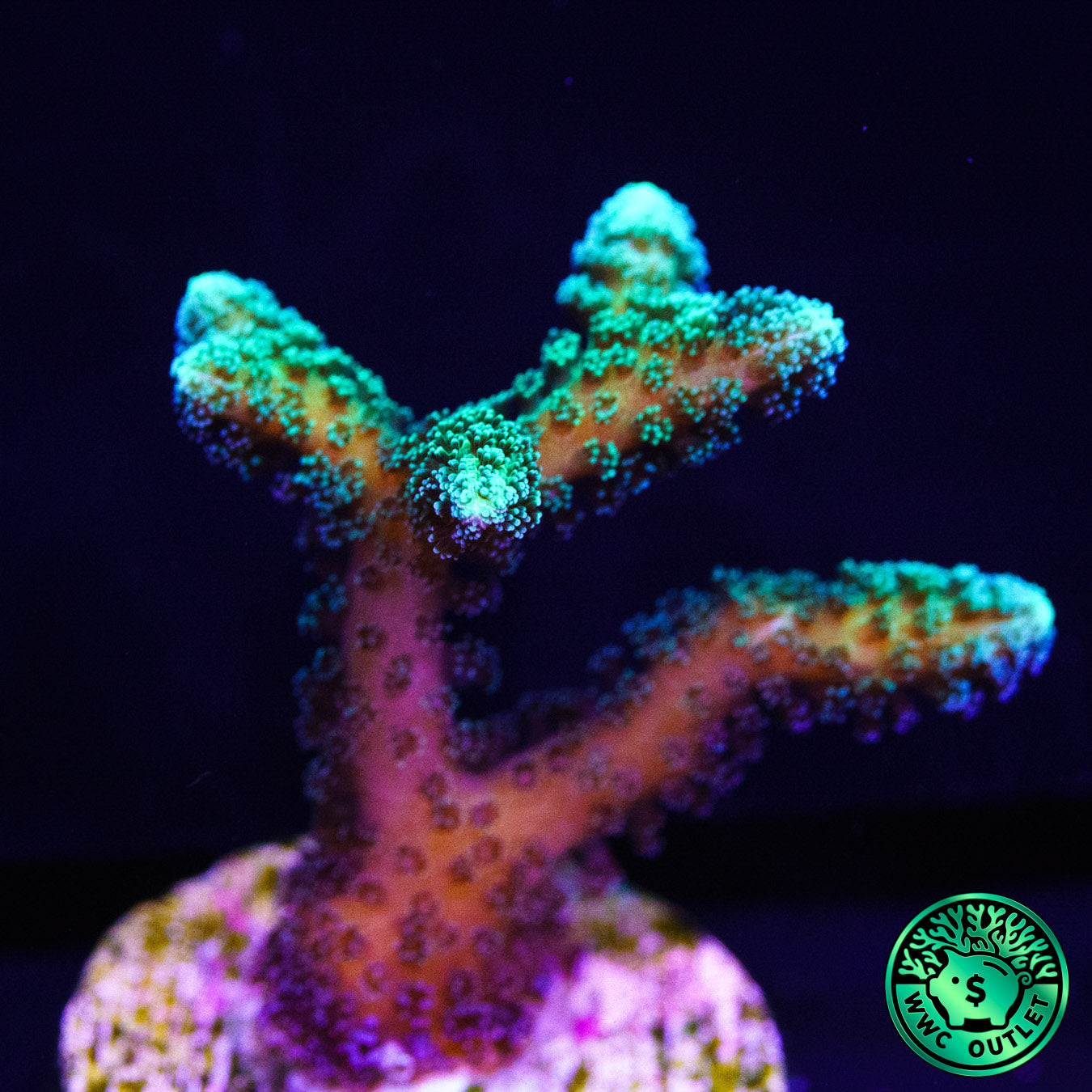Green Birdsnest Coral