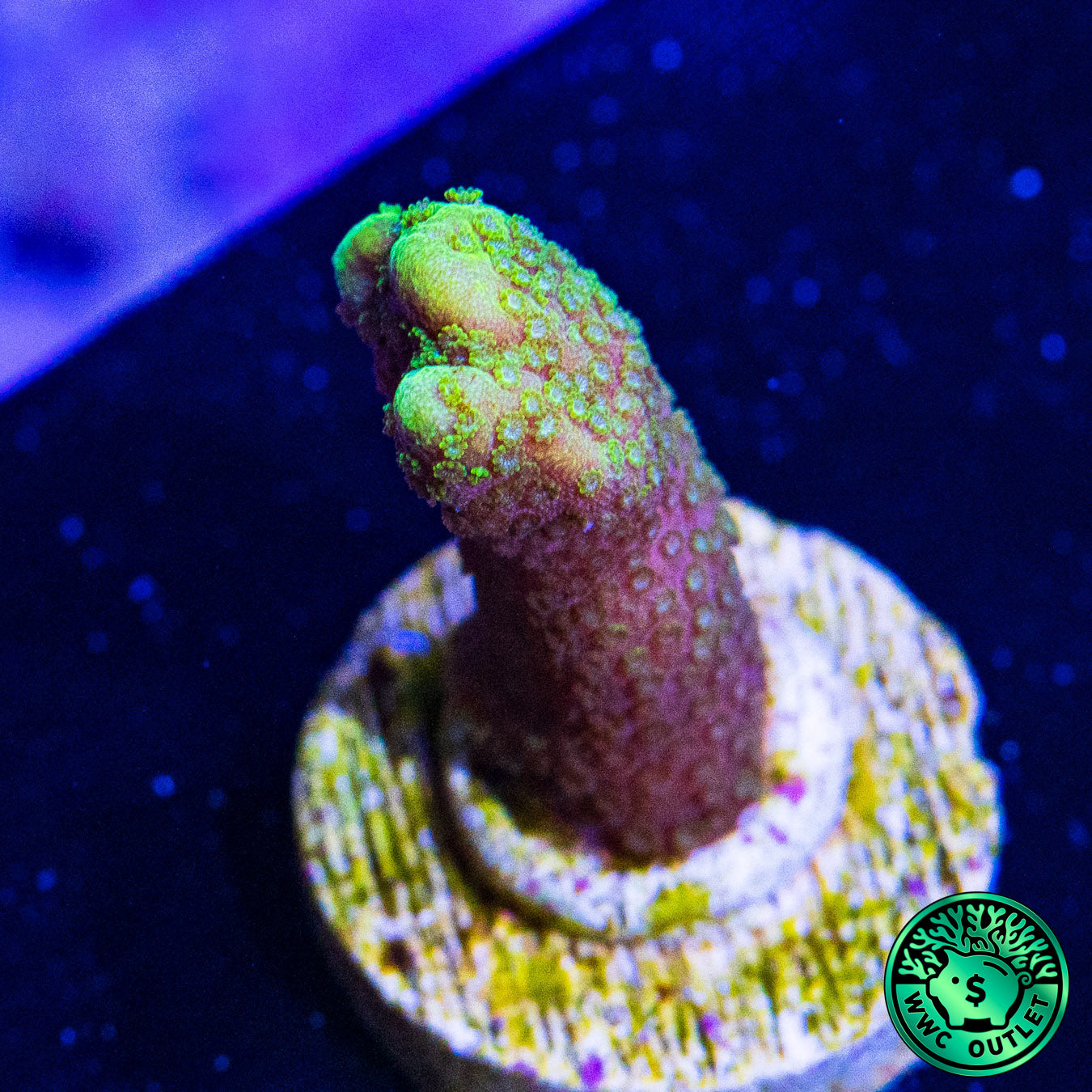 Green Digitata Montipora Coral