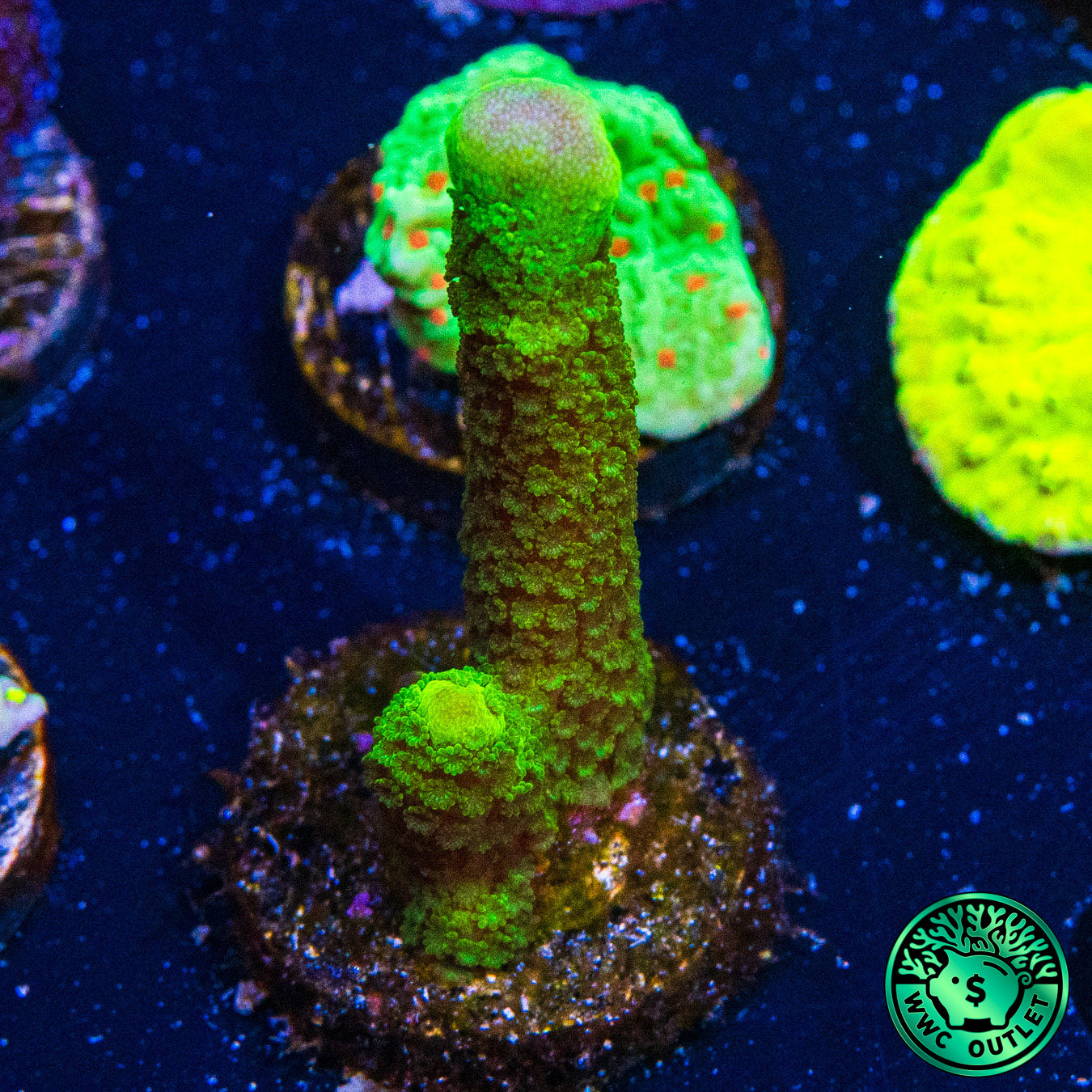 Green Digitata Montipora Coral