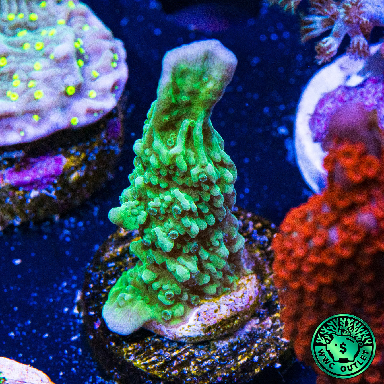 Green Hirsuta Montipora Coral