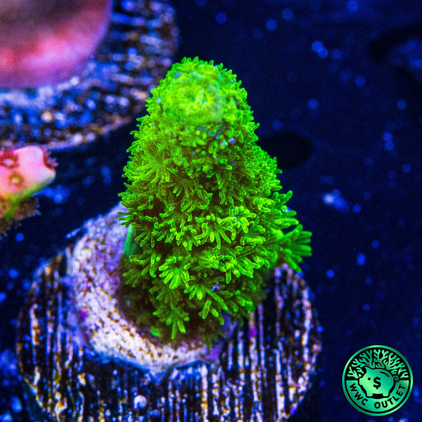 Green Slimer Acropora