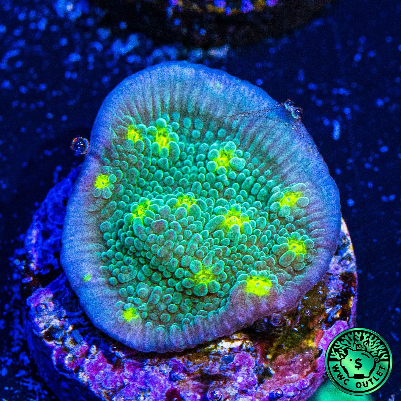 Hollywood Stunner Chalice Coral