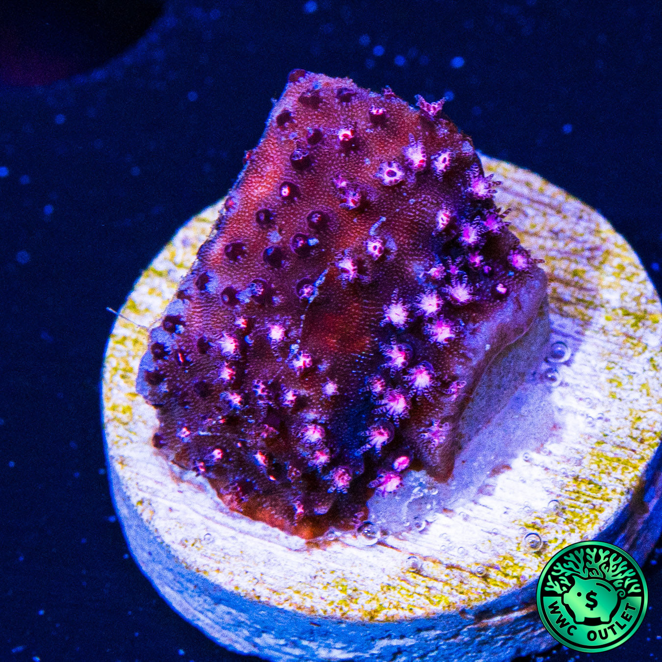 JC Pink Polyp Stylocoeniella Coral