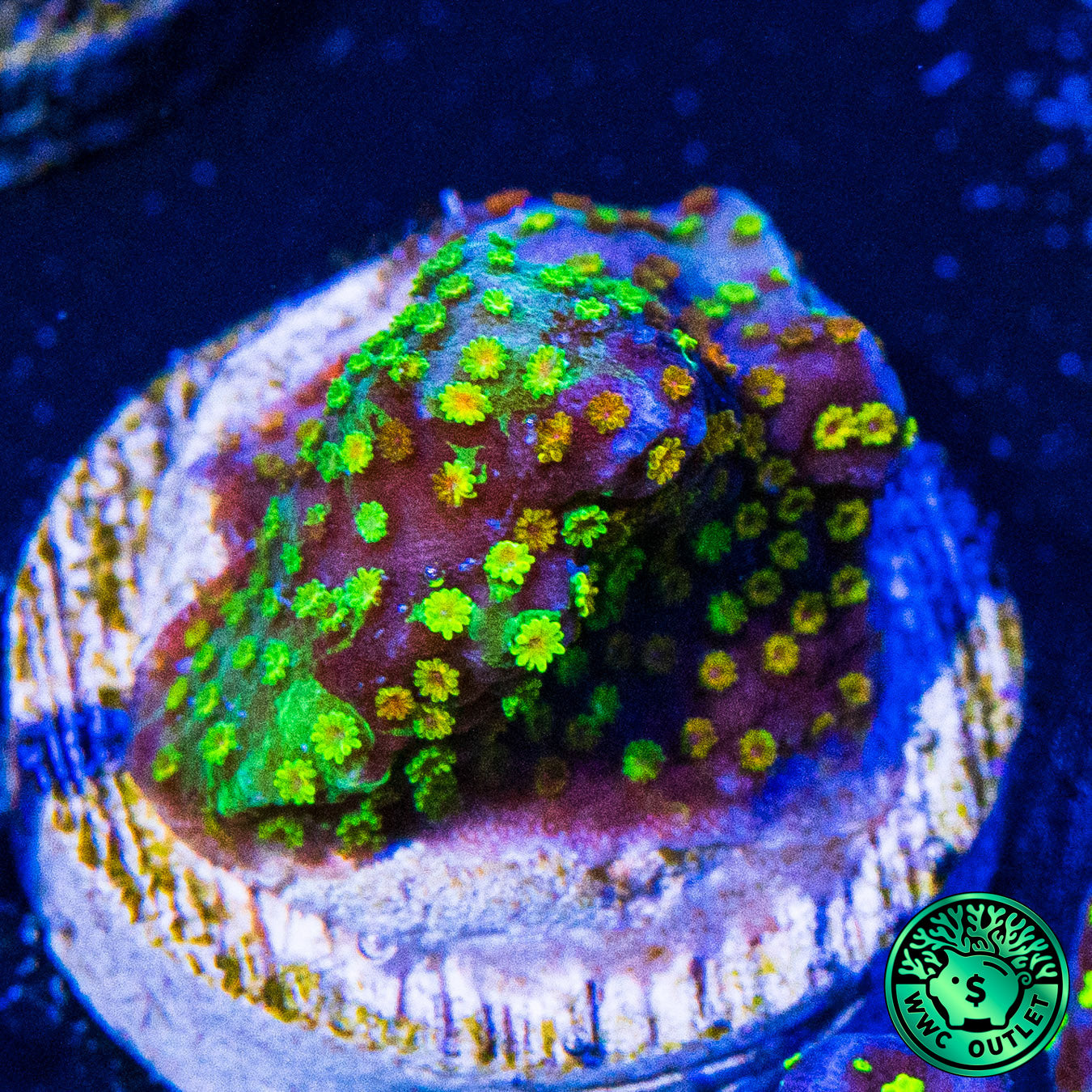 Rainbow Montipora Coral