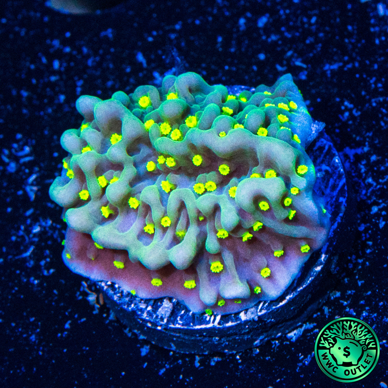 Jason Fox Frankies Hot Pink Rim Montipora Coral