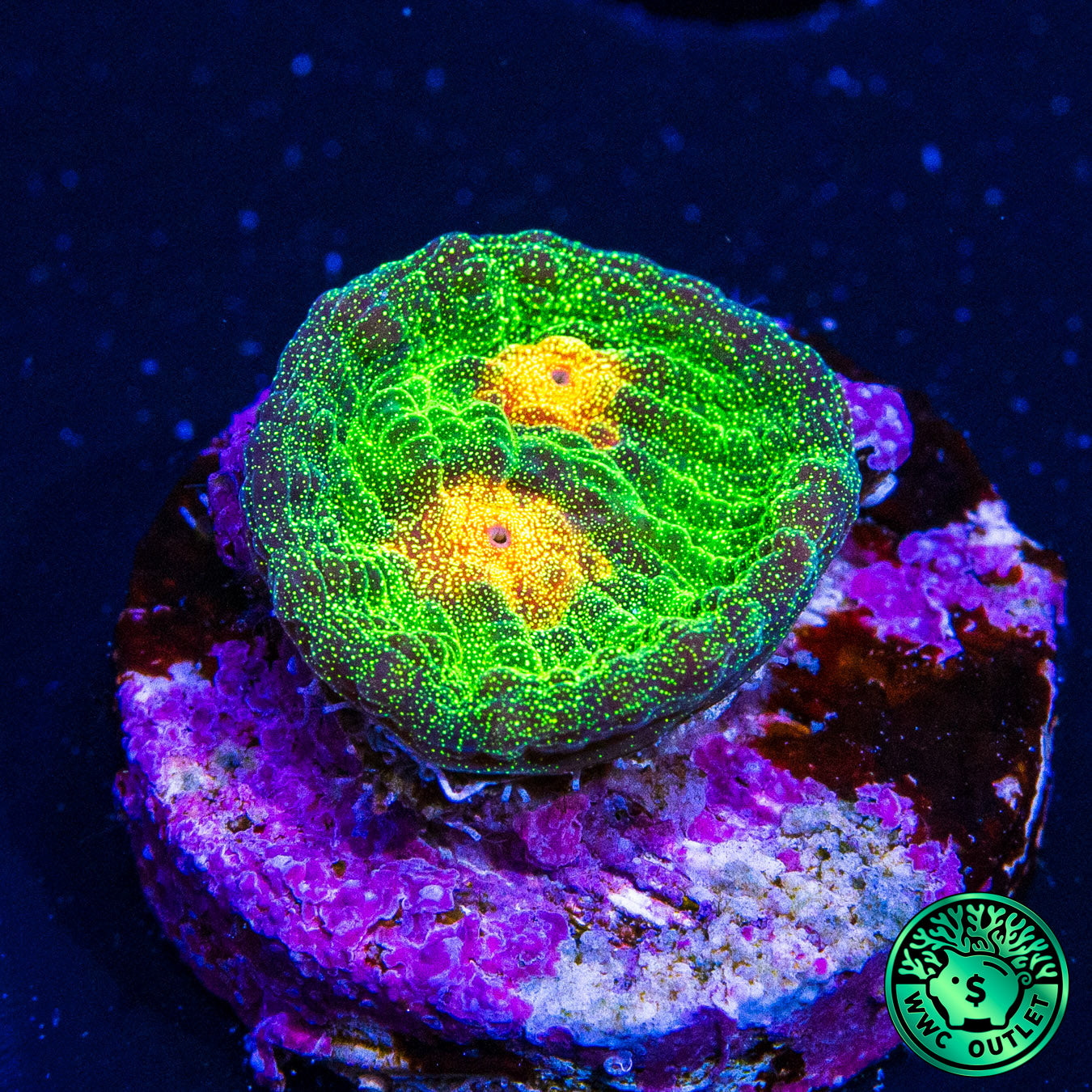 Jason Fox Raja Rampage Chalice Coral