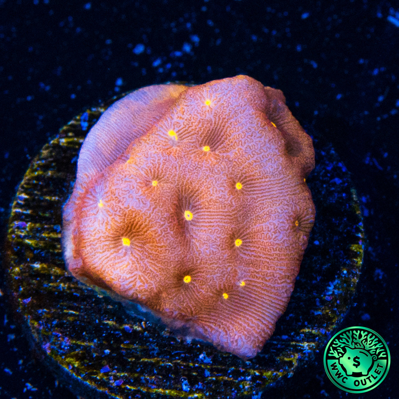 Jason Fox Sun God Leptoseris Coral