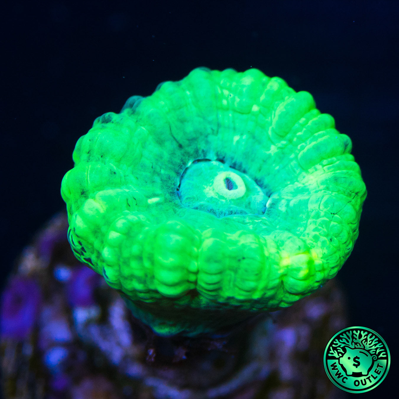 Kryptonite Candy Cane Coral