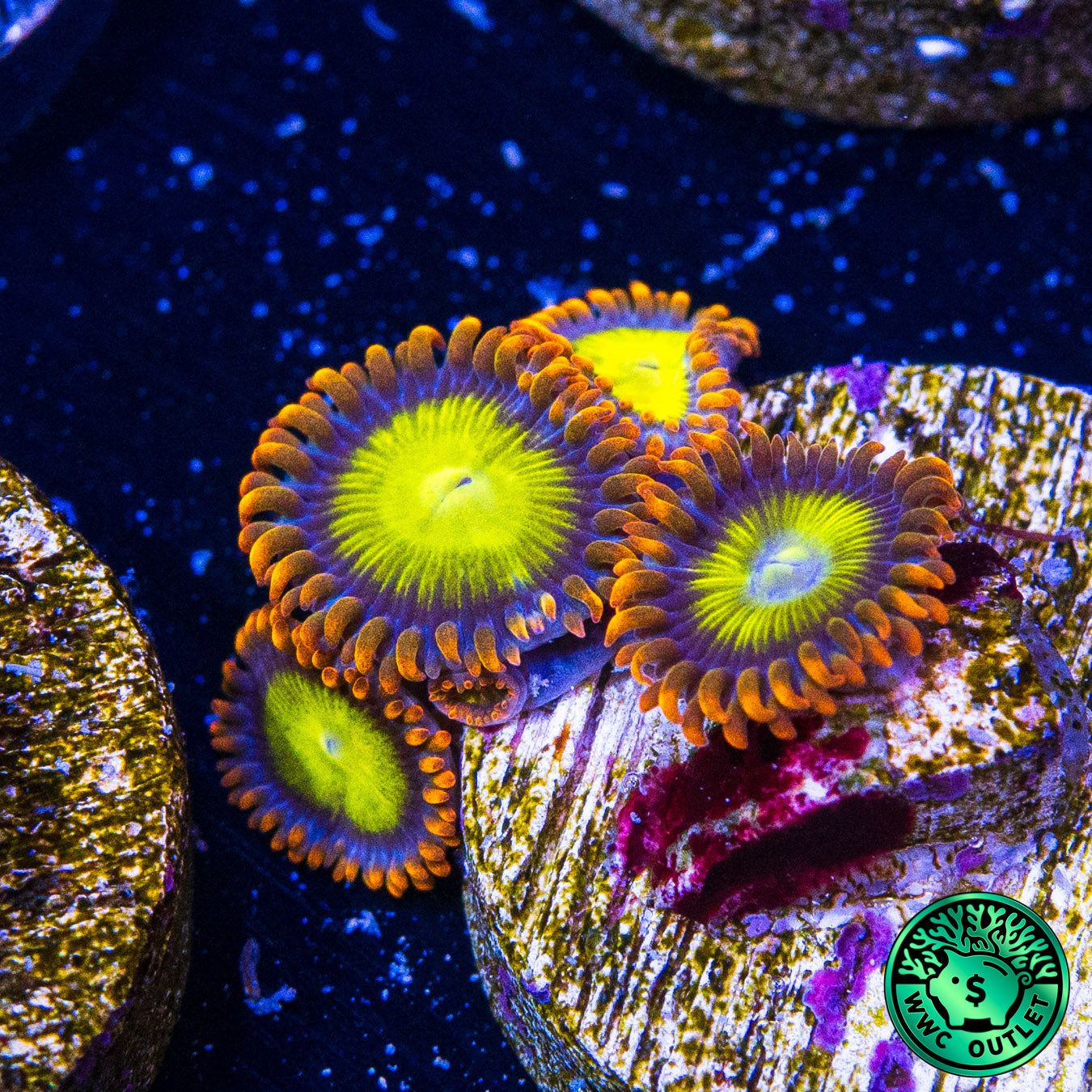 Mandarin Orange Zoanthids