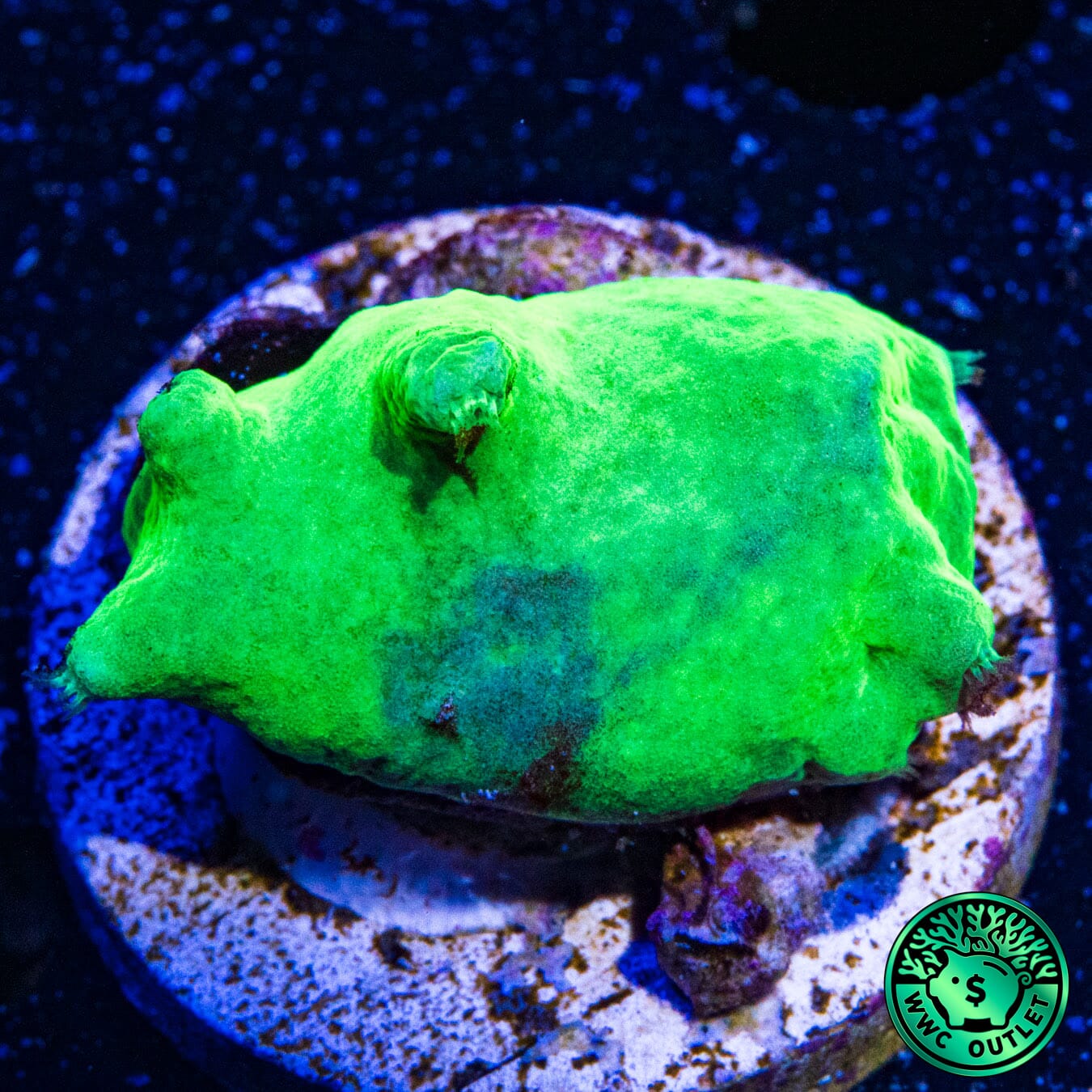 WWC Neon Cabbage Leather