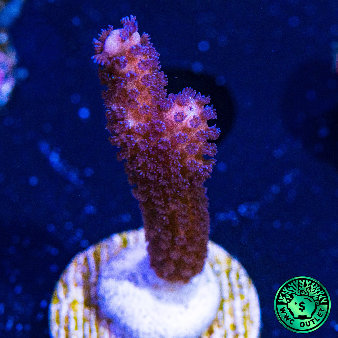 ORA German Blue Digi Montipora Coral