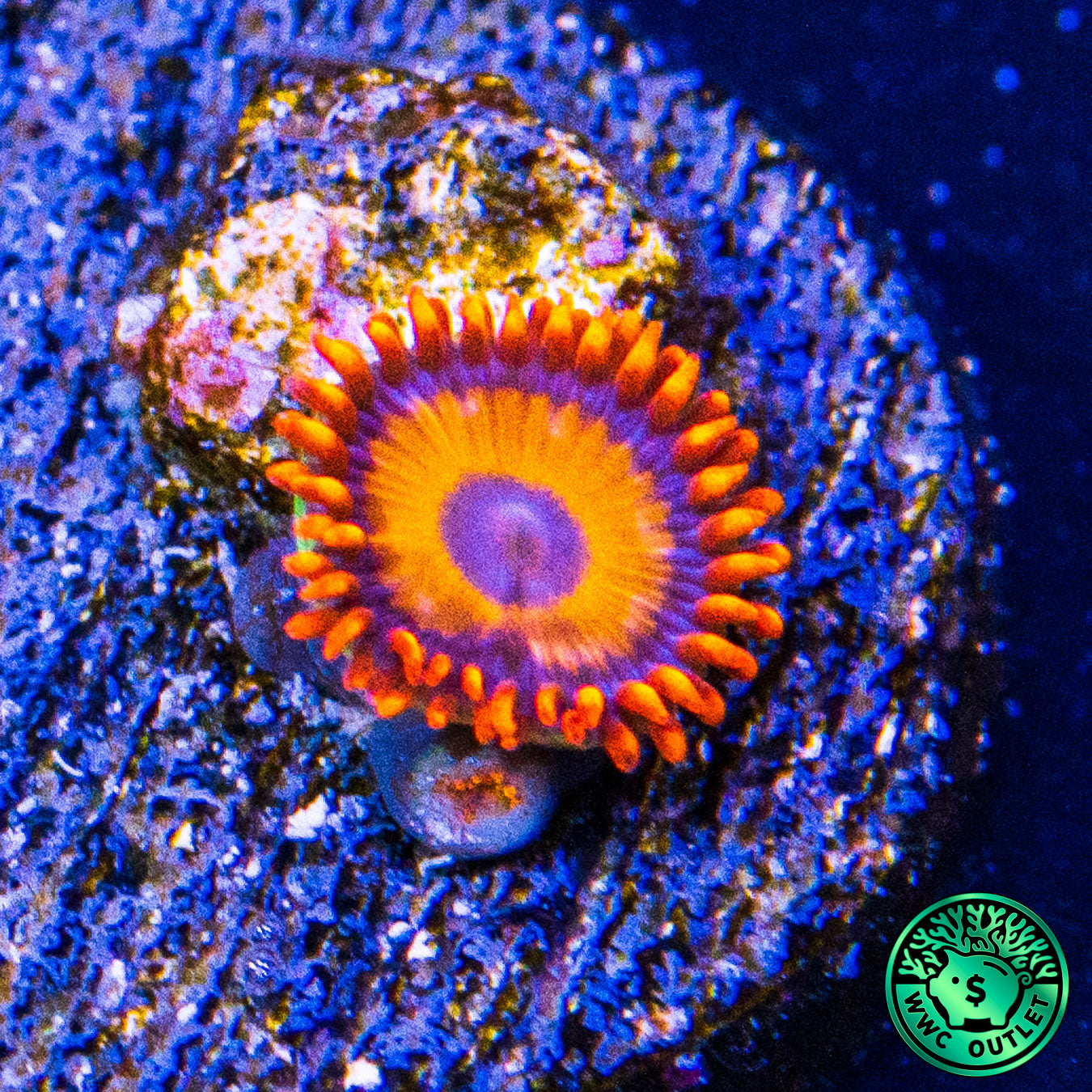 Oxide Zoanthids