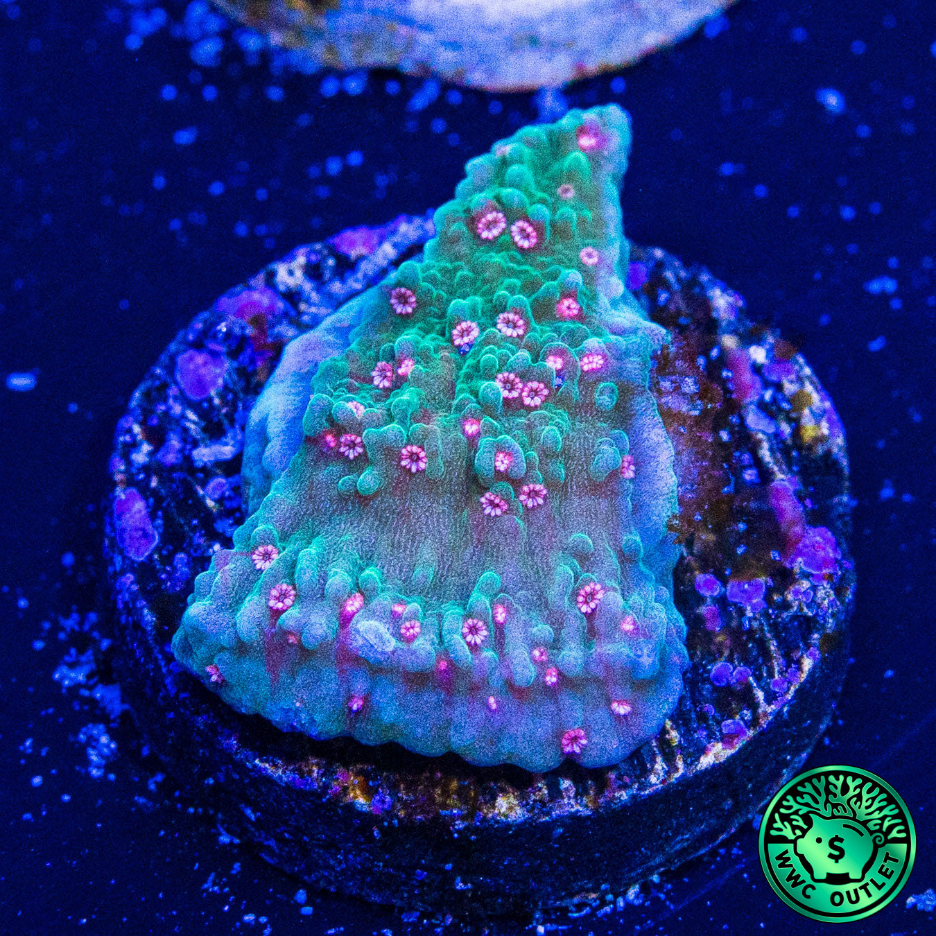 Pink Polyp Cap Montipora Coral