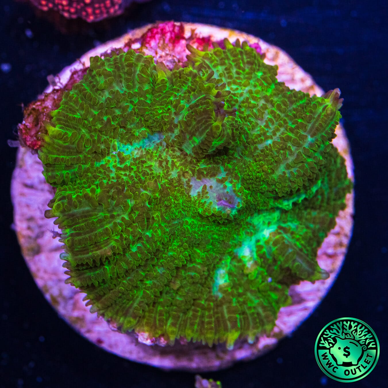 Green Rhodactis Mushroom - Outlet Daylight Photo