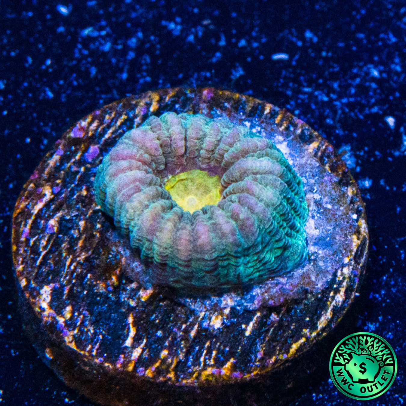 Rambo Favia Coral