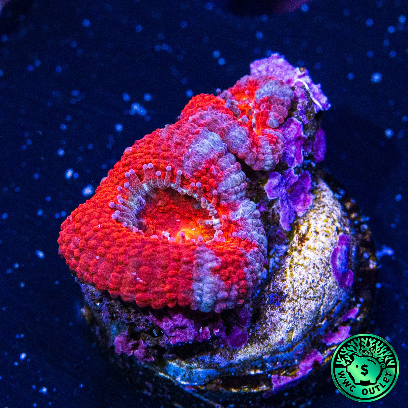 Red Aussie Lord Coral