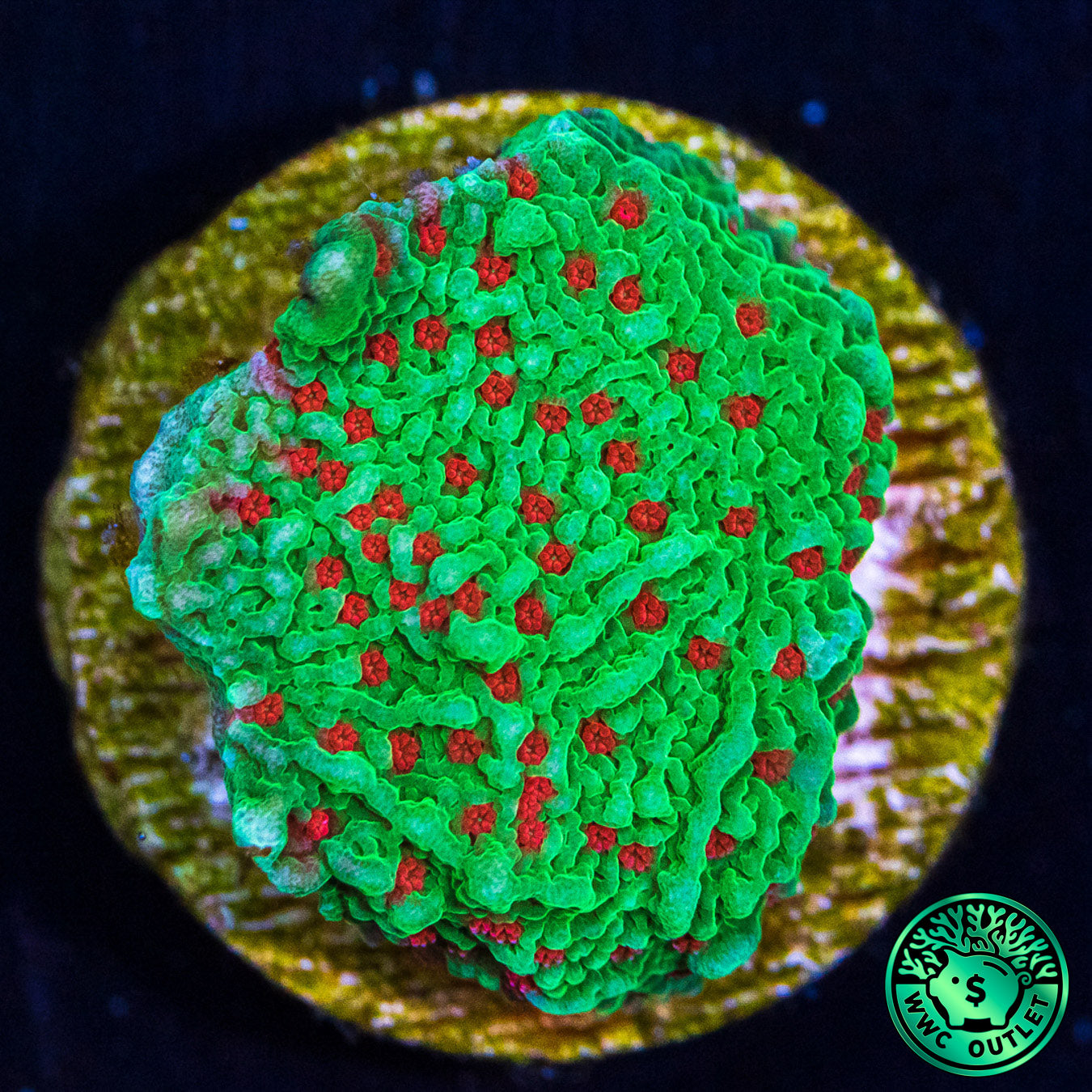 Seasons Greetings Montipora Coral