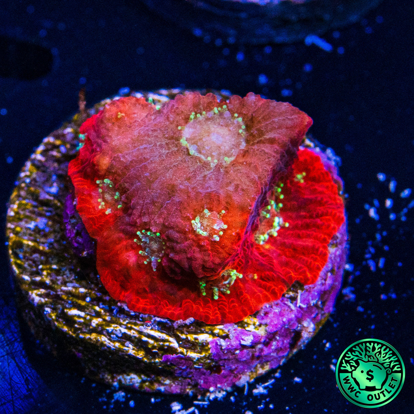 WWC Spiderman Favites Coral