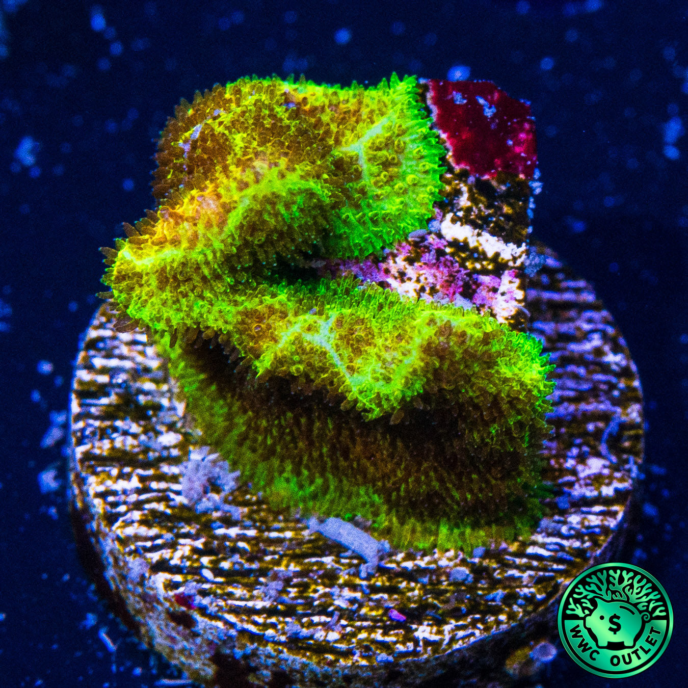 TG Watermelon Psammocora Coral