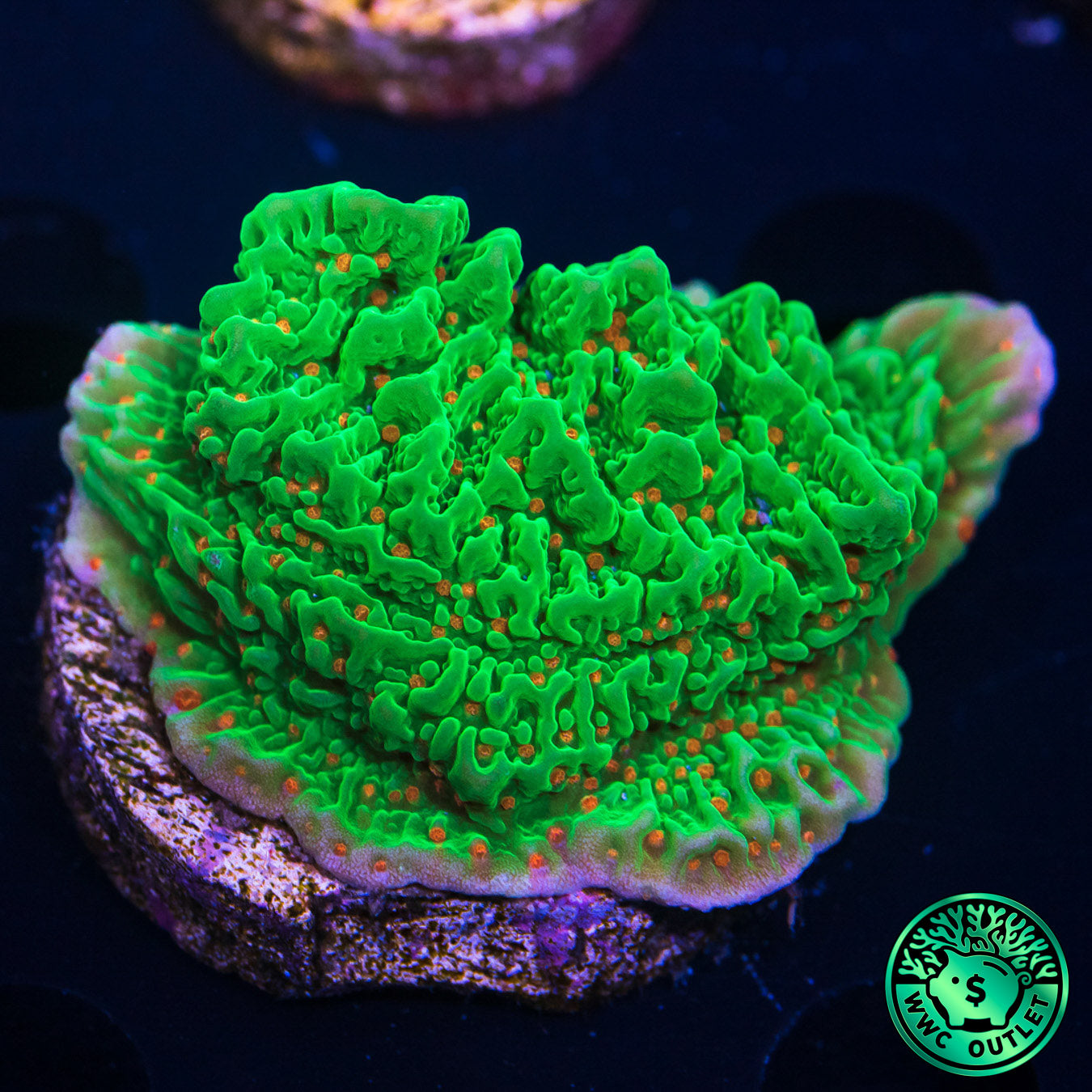 Tequila Sunrise Montipora Coral