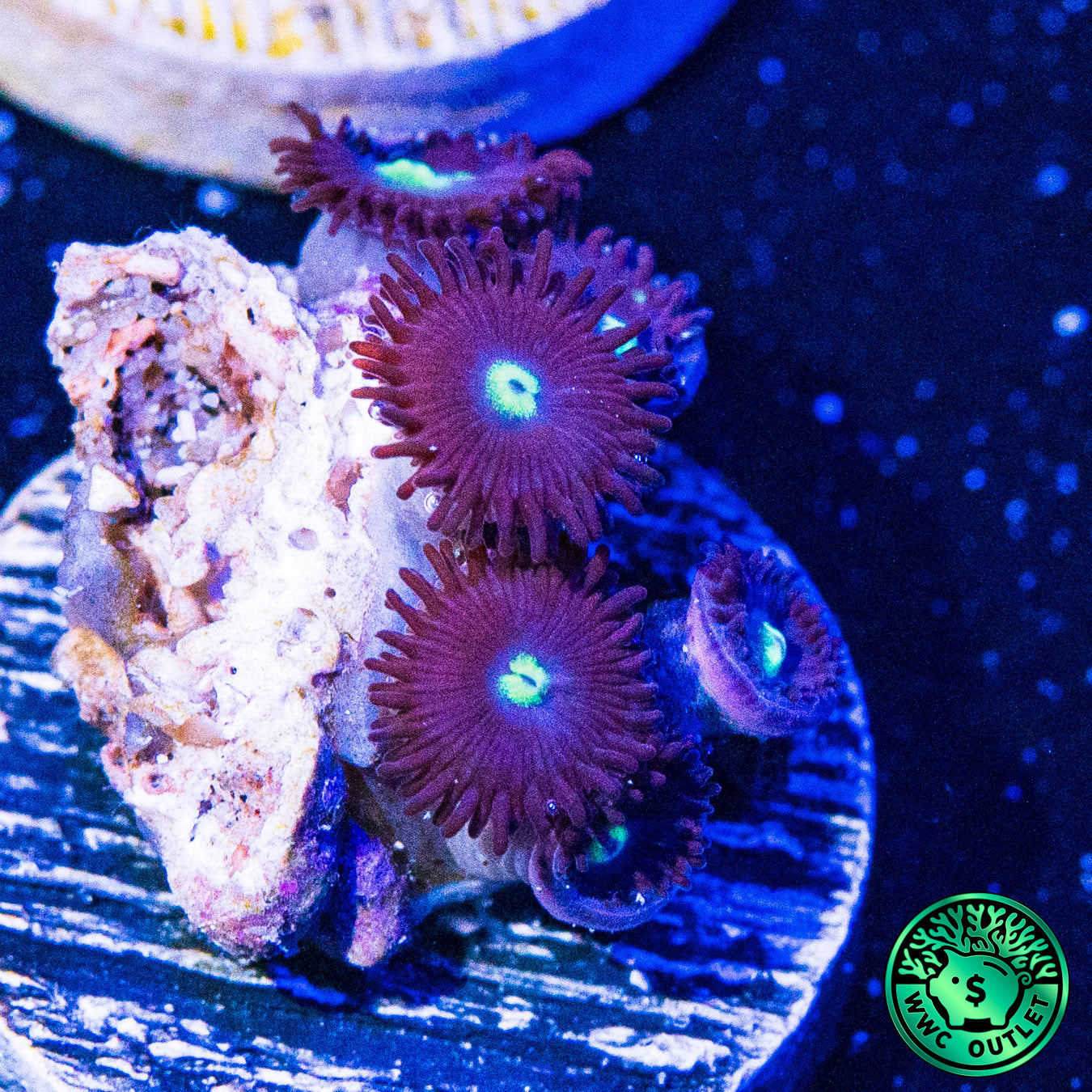 Tick Tac Zoanthids