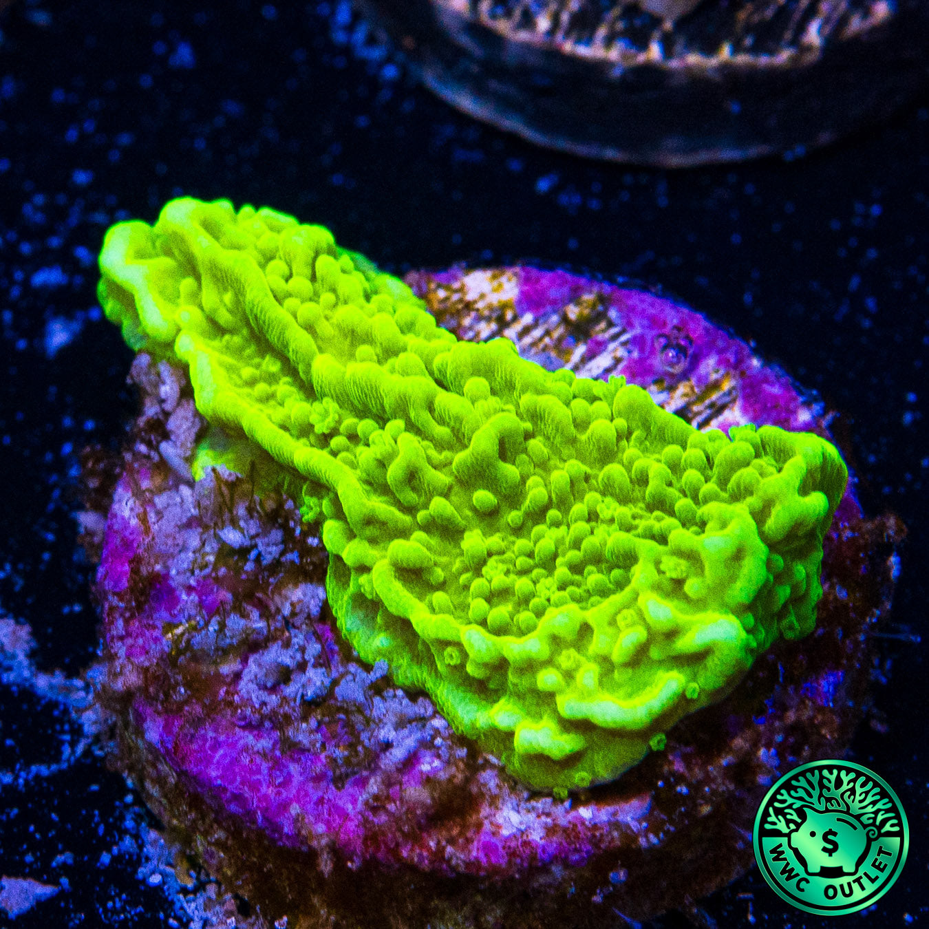 Tyree Aequituberculata Cap Montipora Coral