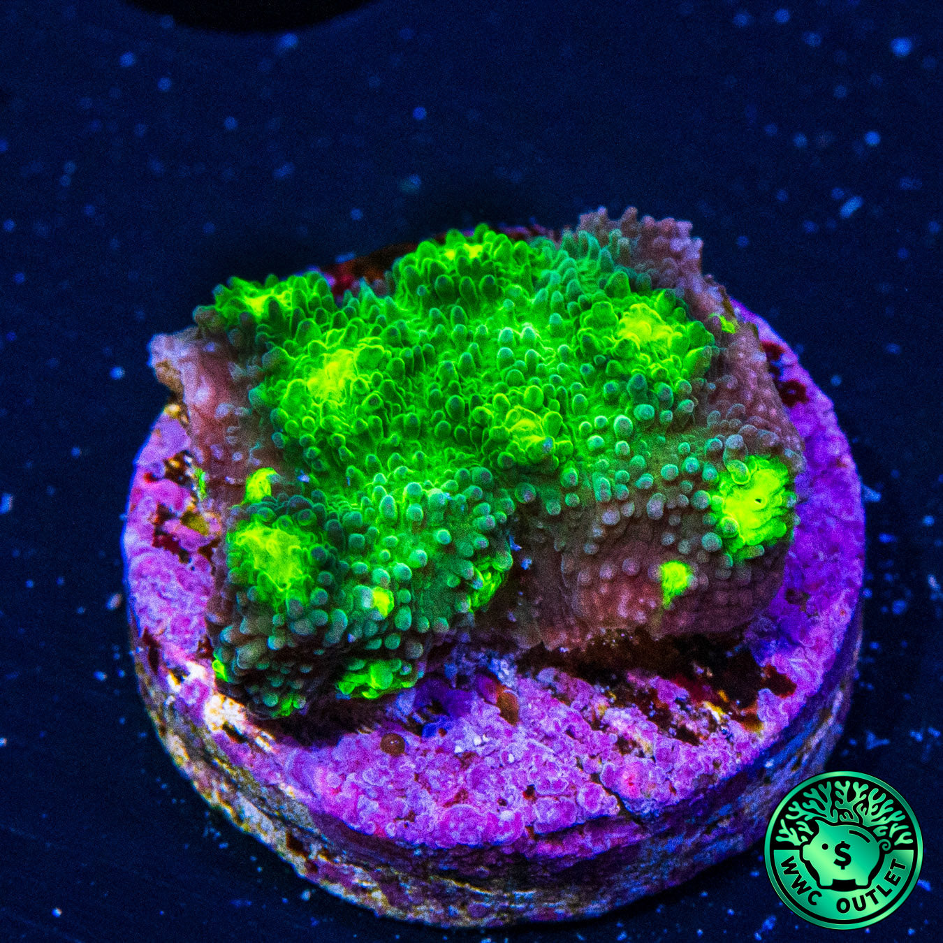 Tyree Fire Echino Chalice Coral