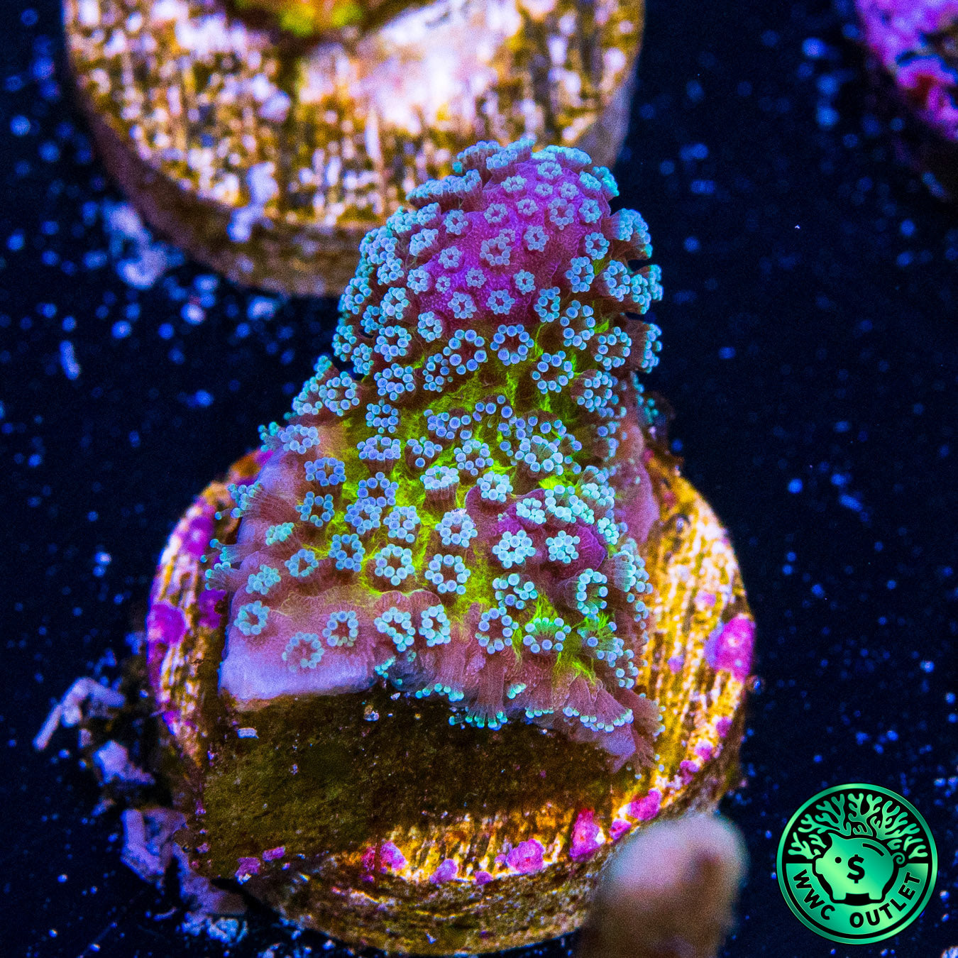 Tyree Rainbow Stylophora Coral