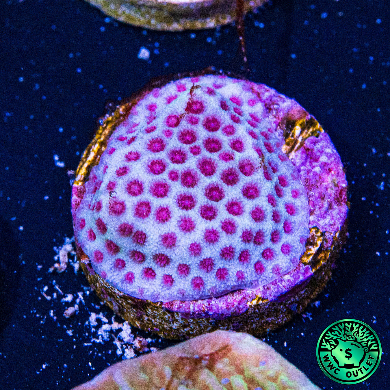 Tyree Sanddollar Porites Coral