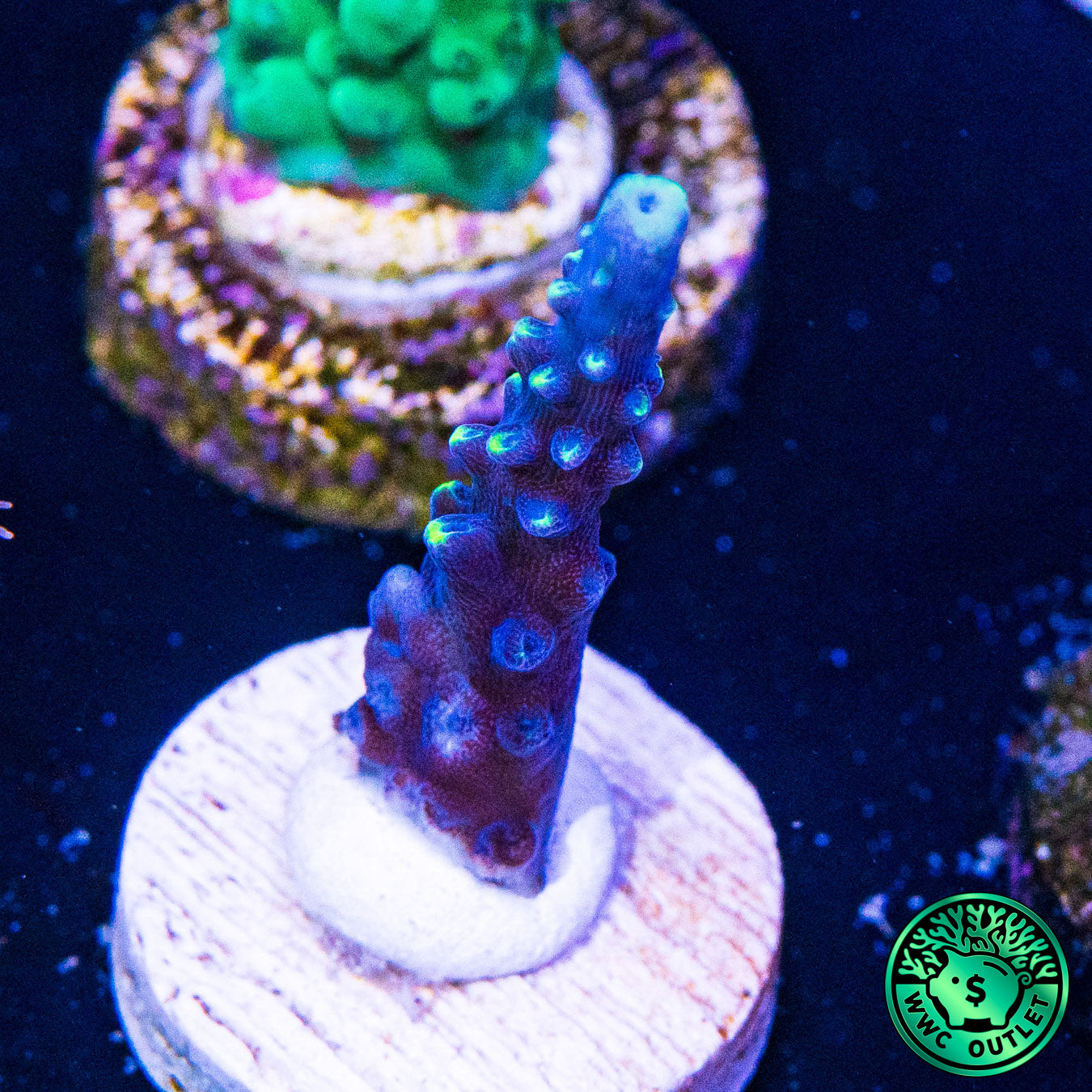 Ultimate Stag Acropora