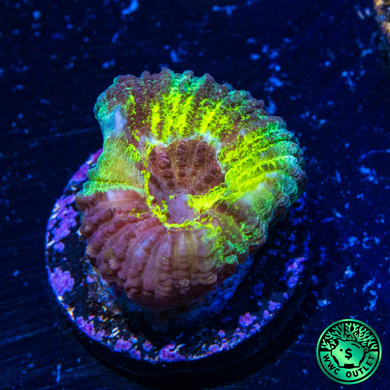 Vibranium Favia Coral