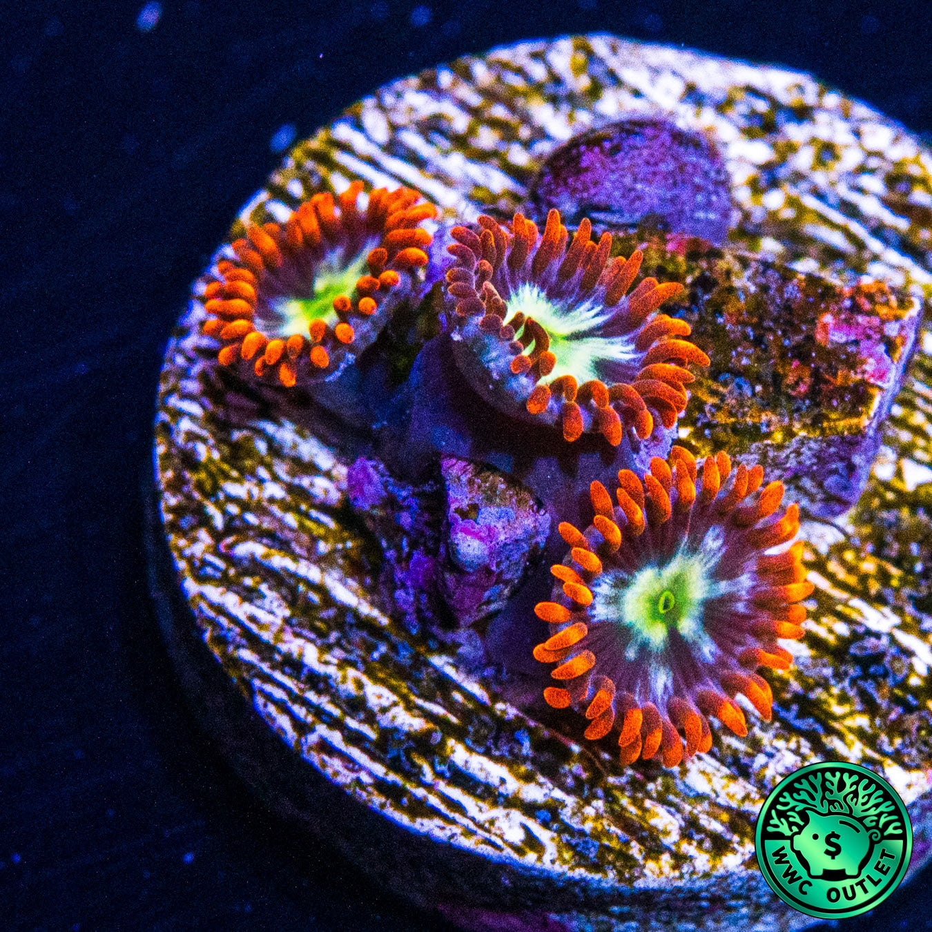 WWC Alpha Omega Zoanthids