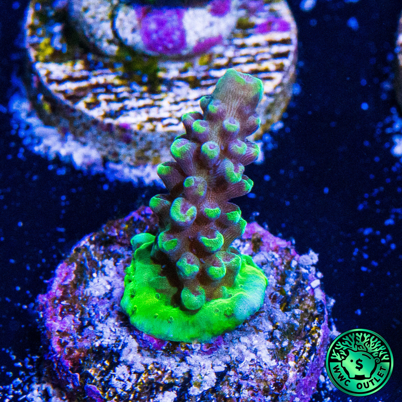 WWC Blazing Banshee Acropora