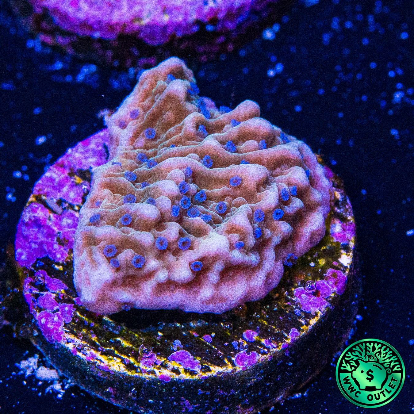 WWC Blue Polyp Montipora Coral