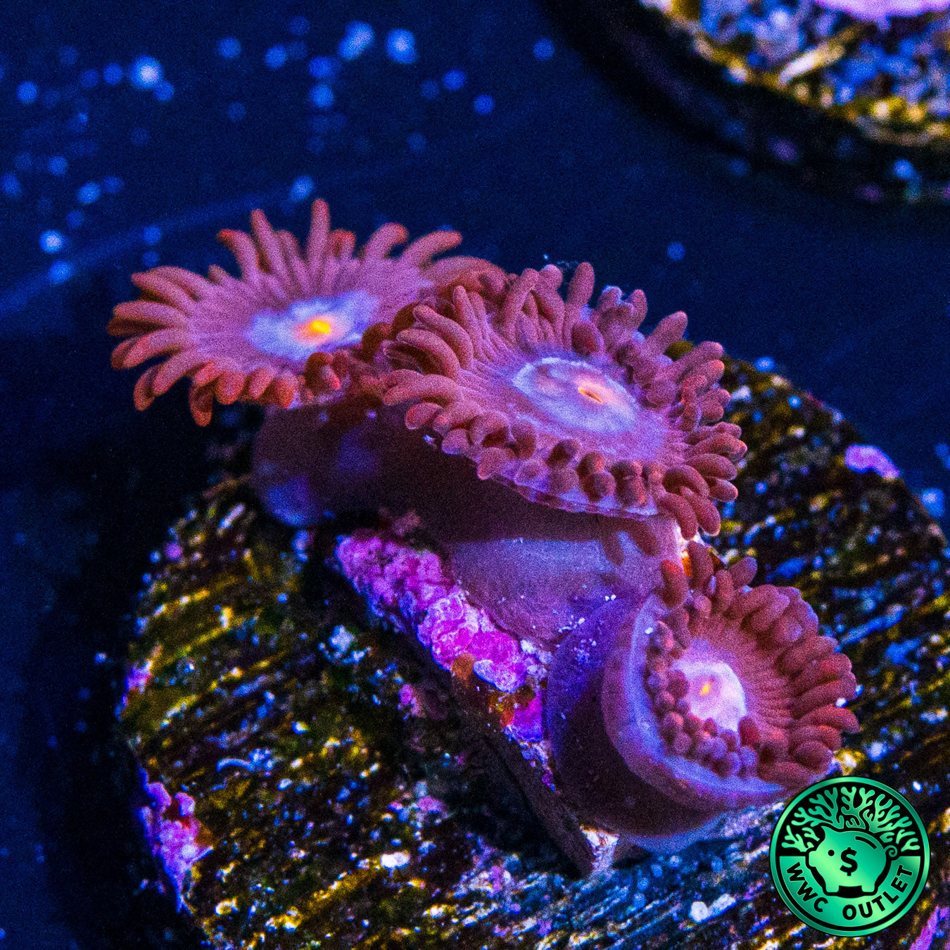 WWC Blue Steel Zoanthids