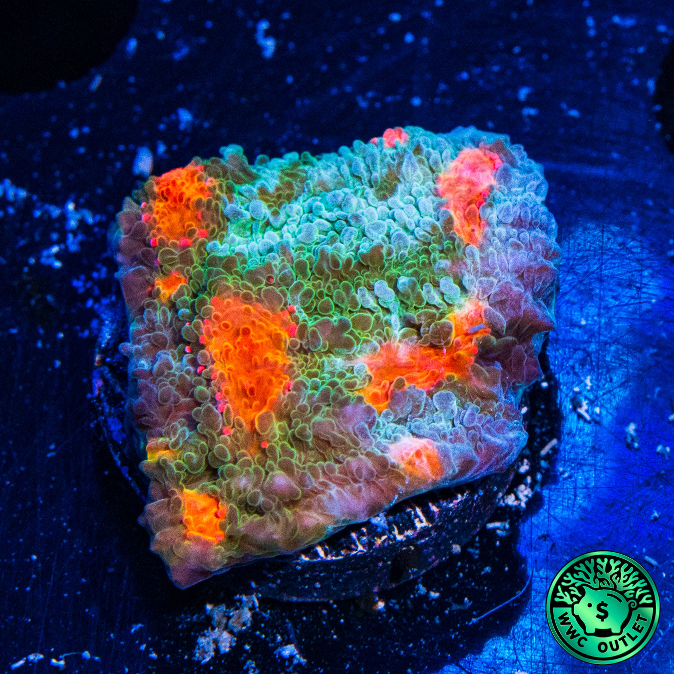 WWC Boogie Man Chalice Coral