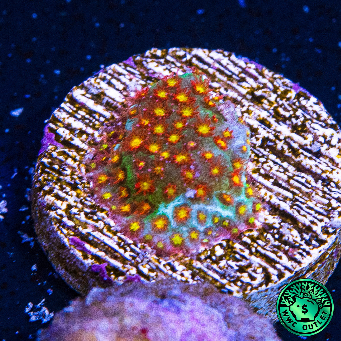 WWC Close Encounter Stylocoeniella Coral