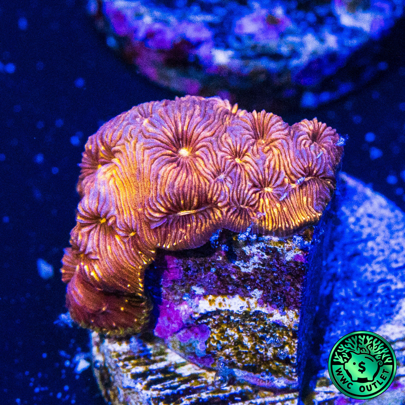 WWC Copper Pavona Coral