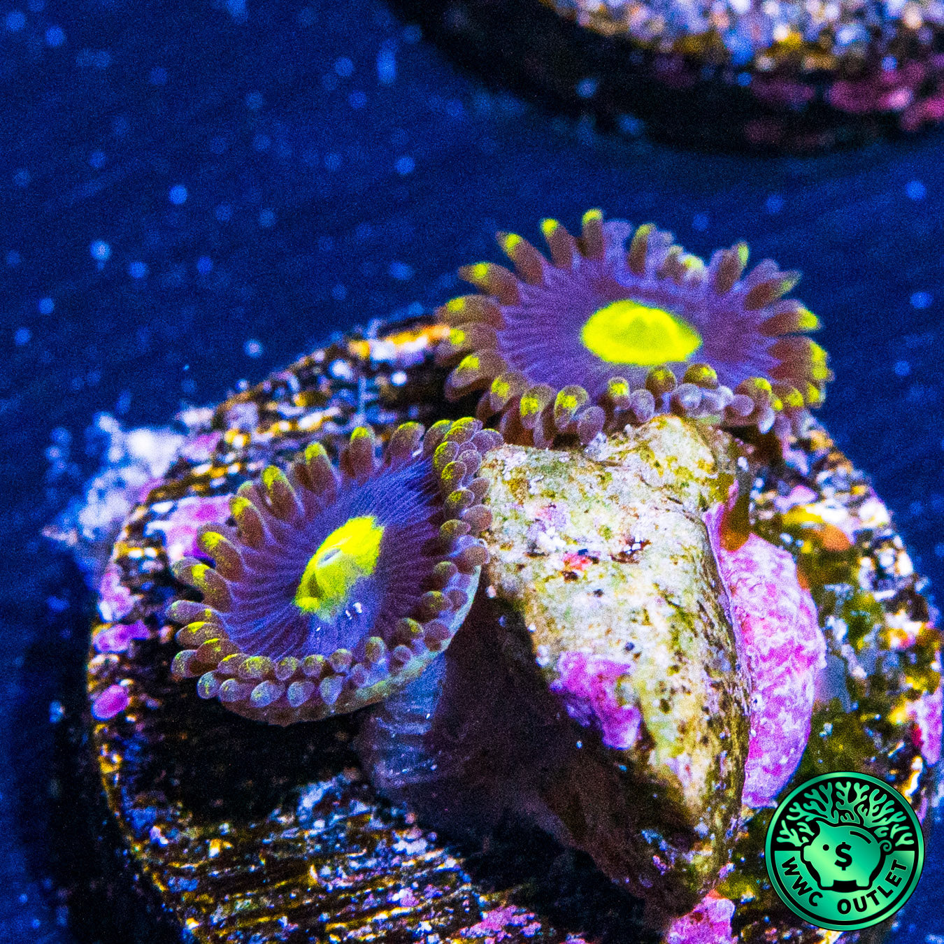 WWC Crazy Kimchi Zoanthids