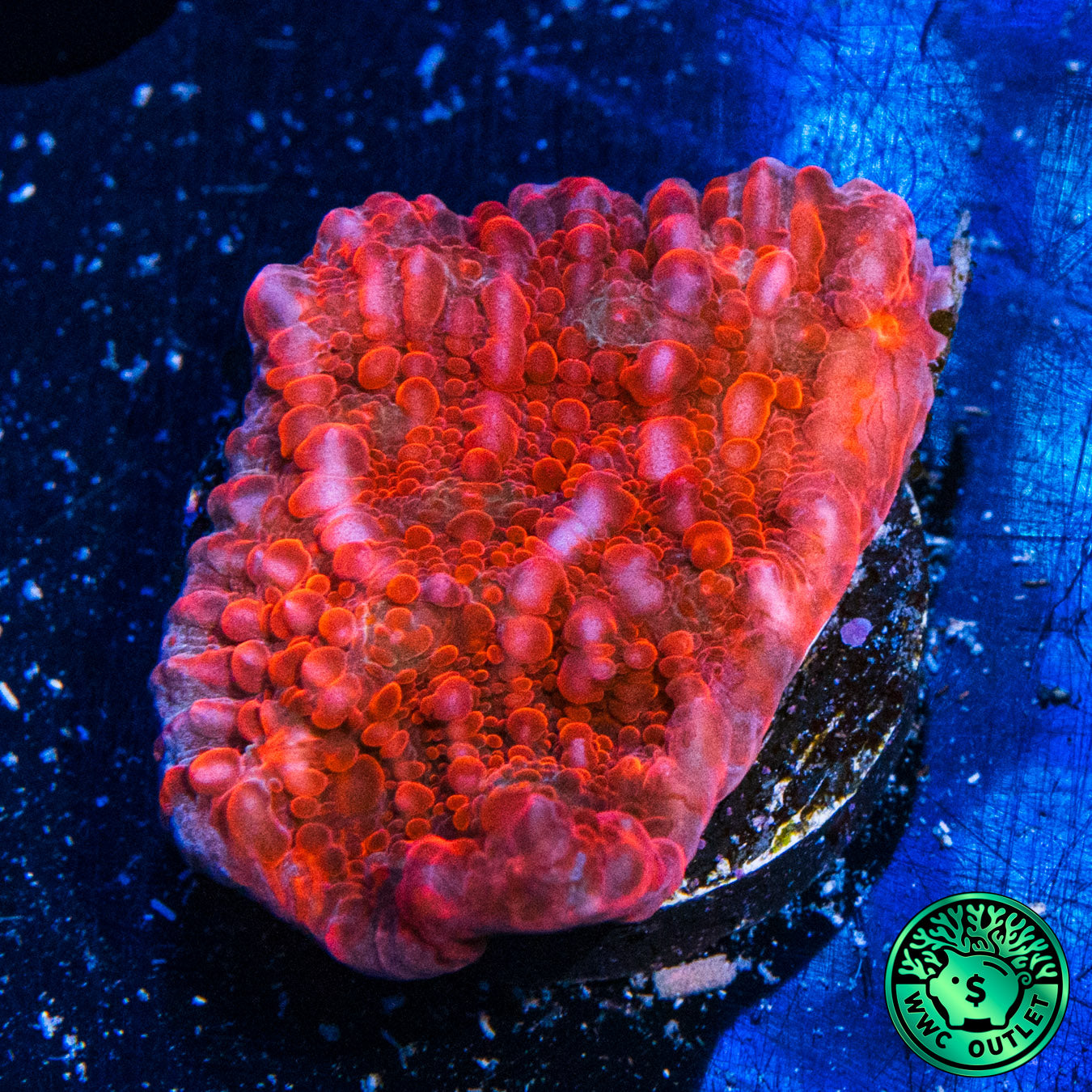 WWC Darth Maul Chalice Coral
