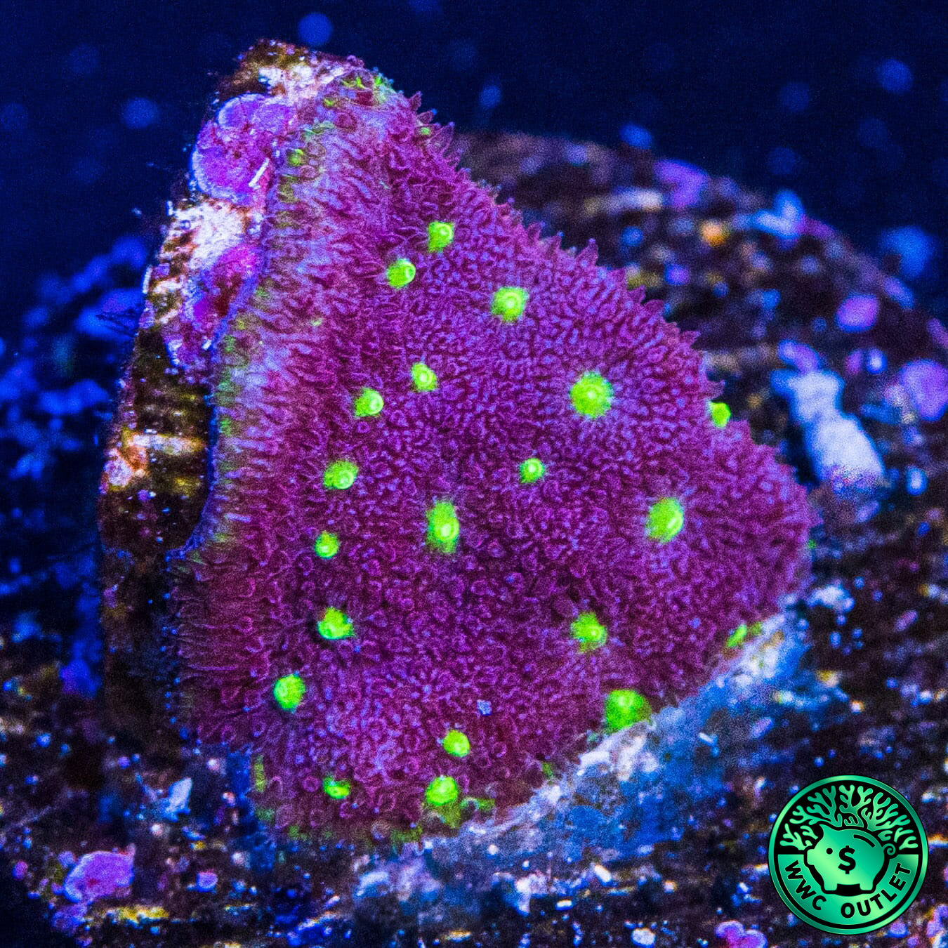 WWC Deep Space Psammocora Coral