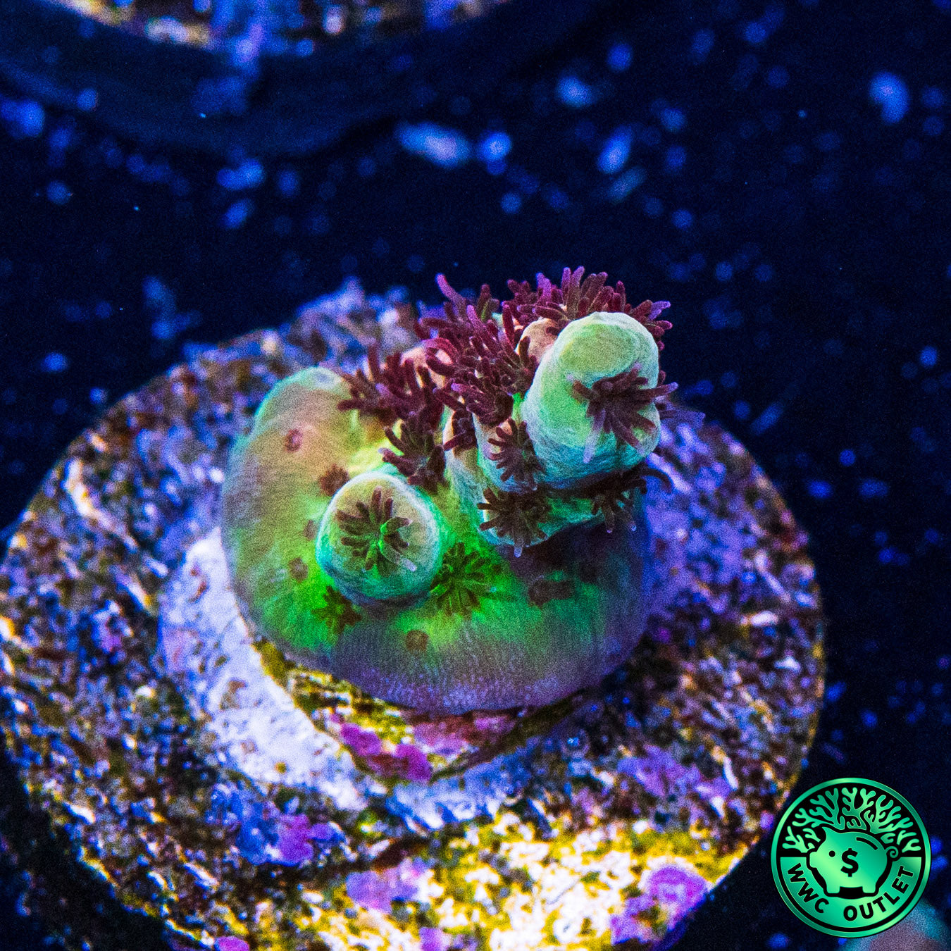 WWC Dirty Love Dreams Acropora