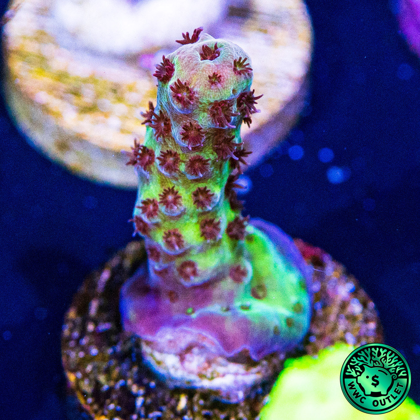 WWC Dragon Slayer Acropora