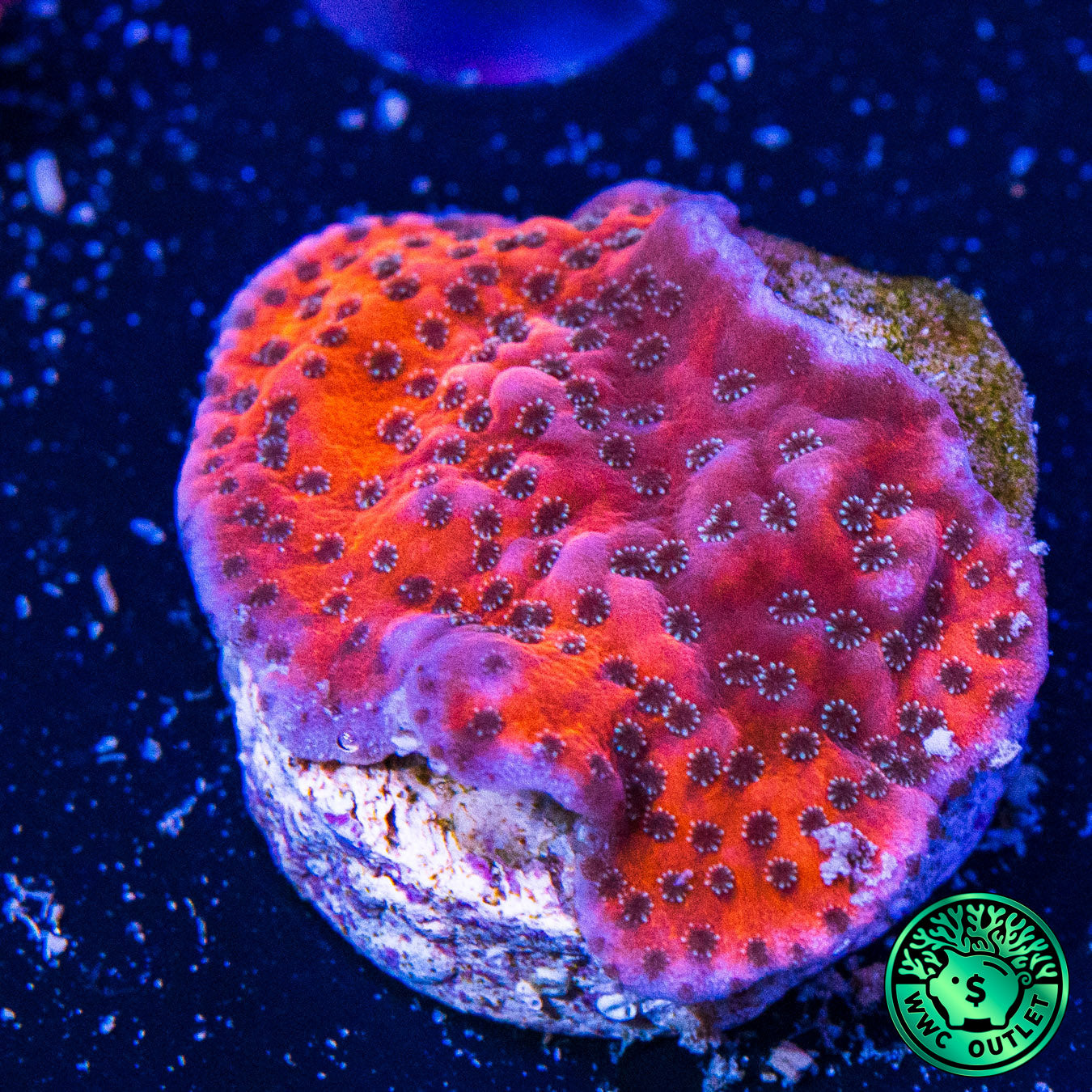 WWC Dragonfruit Montipora Coral