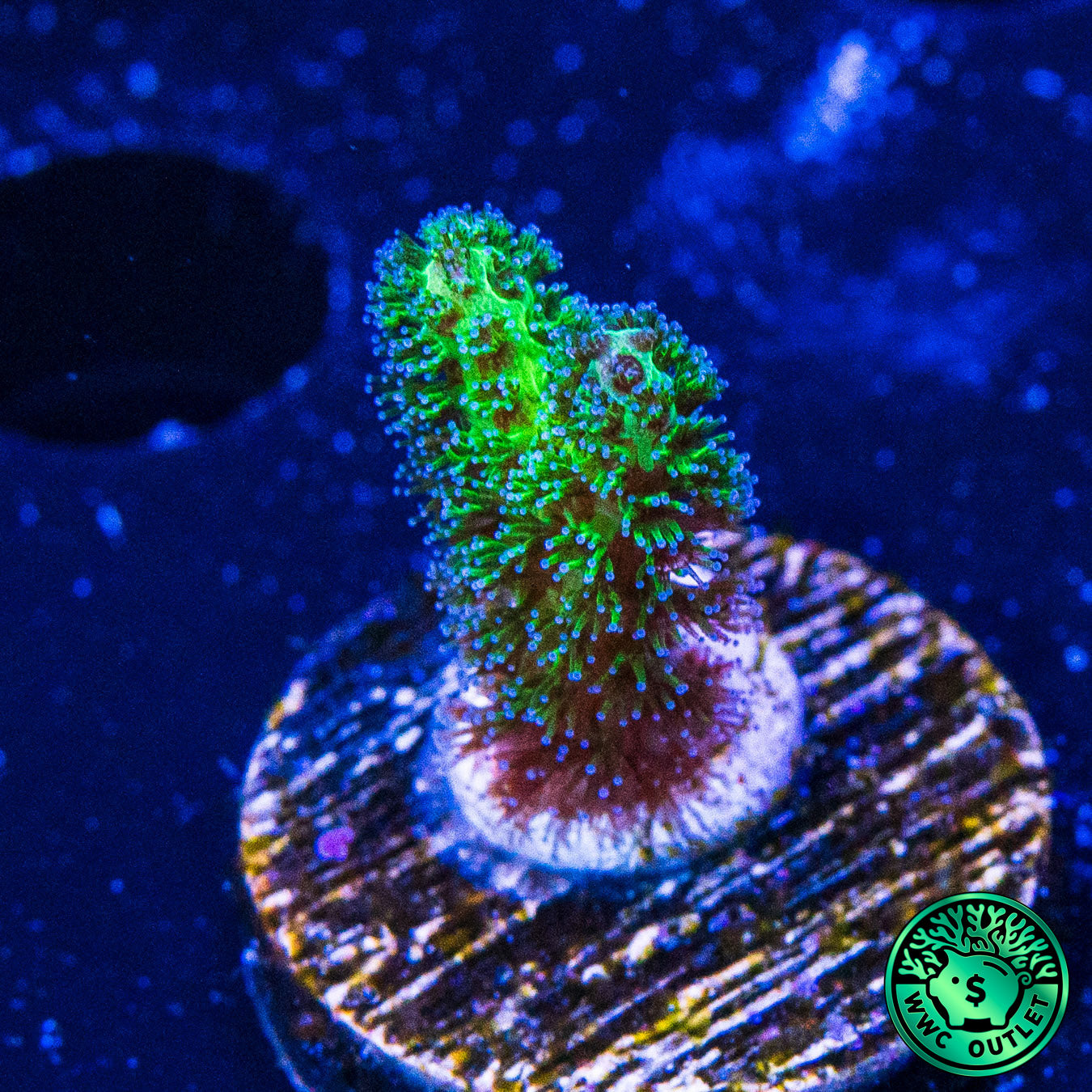 WWC Fantasy Island Birdsnest Coral