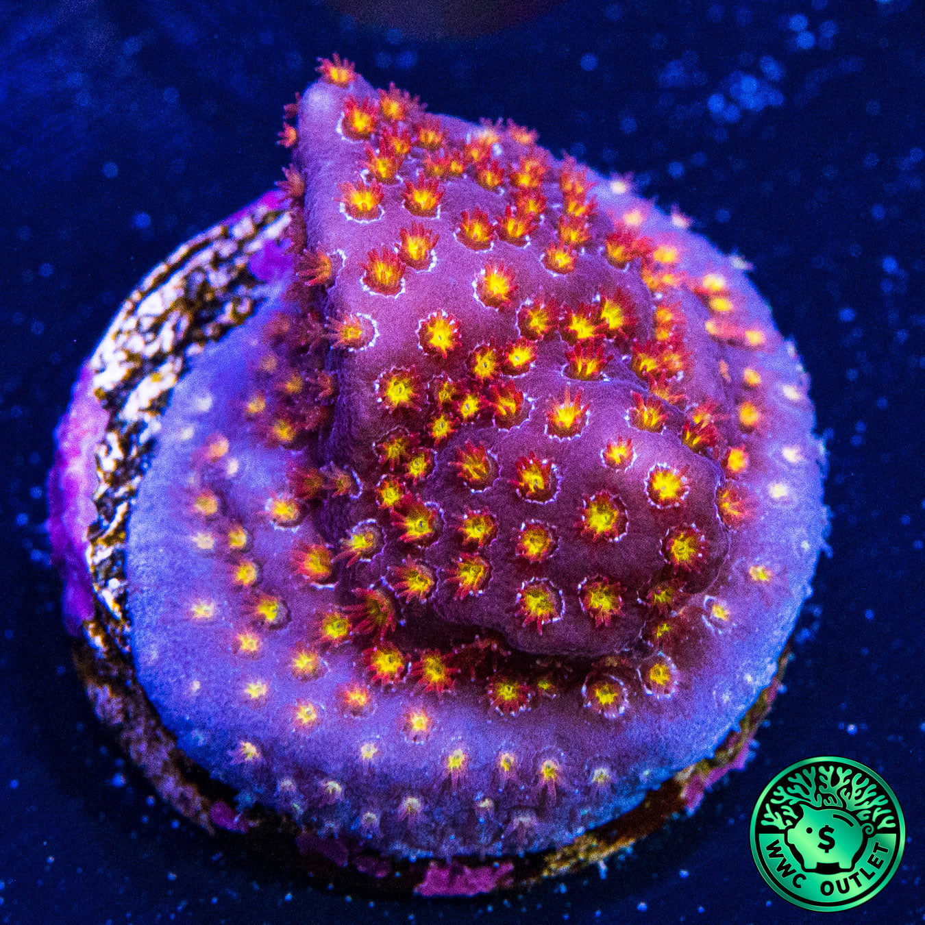 WWC Firestone Stylocoeniella Coral