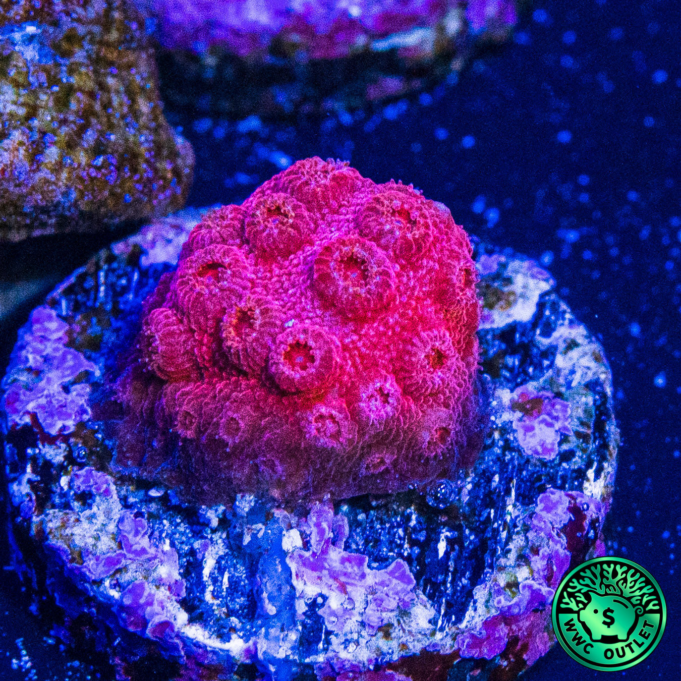 WWC Firestorm Cyphastrea Coral