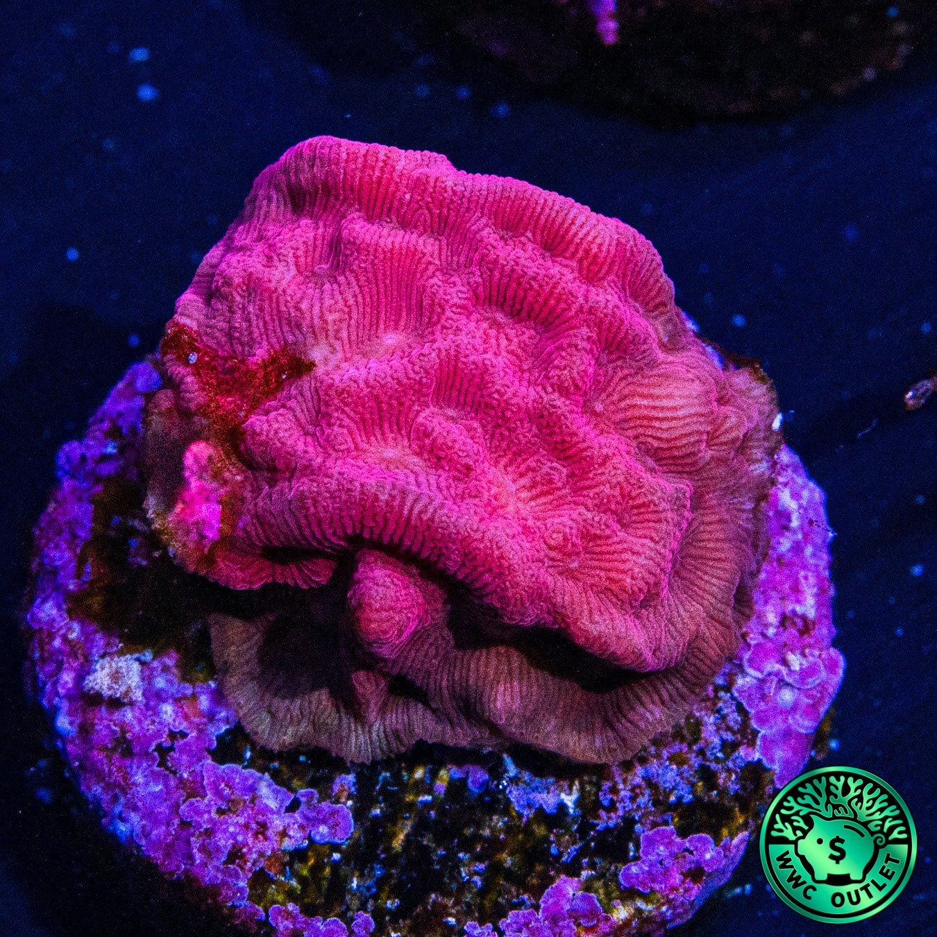 WWC Pink Flamingo Leptoseris Coral